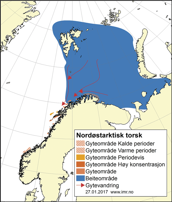 Figur 4.6 Utbreiingsområde og gyteområde for nordaust-arktisk torsk
