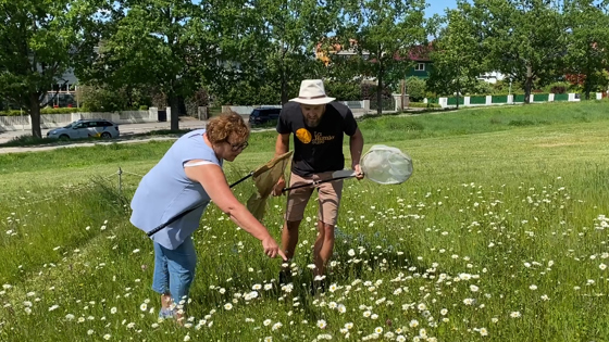 Bollestad i blomstereng.