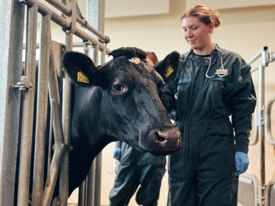 Veterinærstudent med ku.