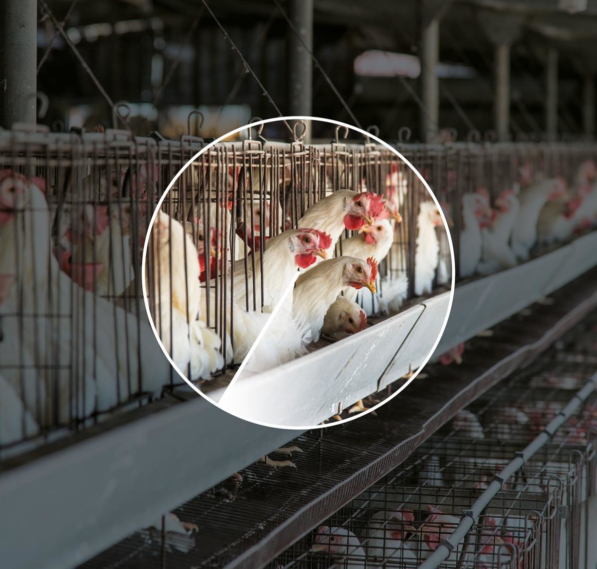Rows of broiler chickens stand tightly packed in small metal cages.