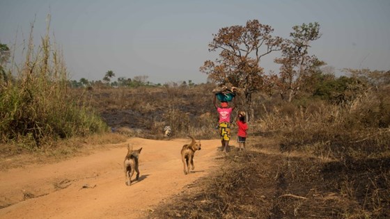 Barn på vei på savanne