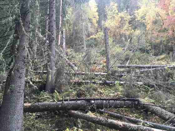Brekkeåsen: Gammel granskog med store mengder død ved i Brekkeåsen naturreservat, Rollag kommune i Buskerud.