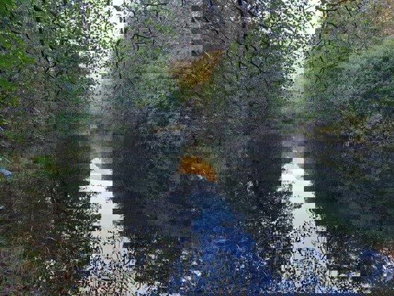 Ragstjørna: Flommarkskog med mye svartor i utvidelsen av Ragstjørna naturreservat, Gjesdal kommune i Rogaland.