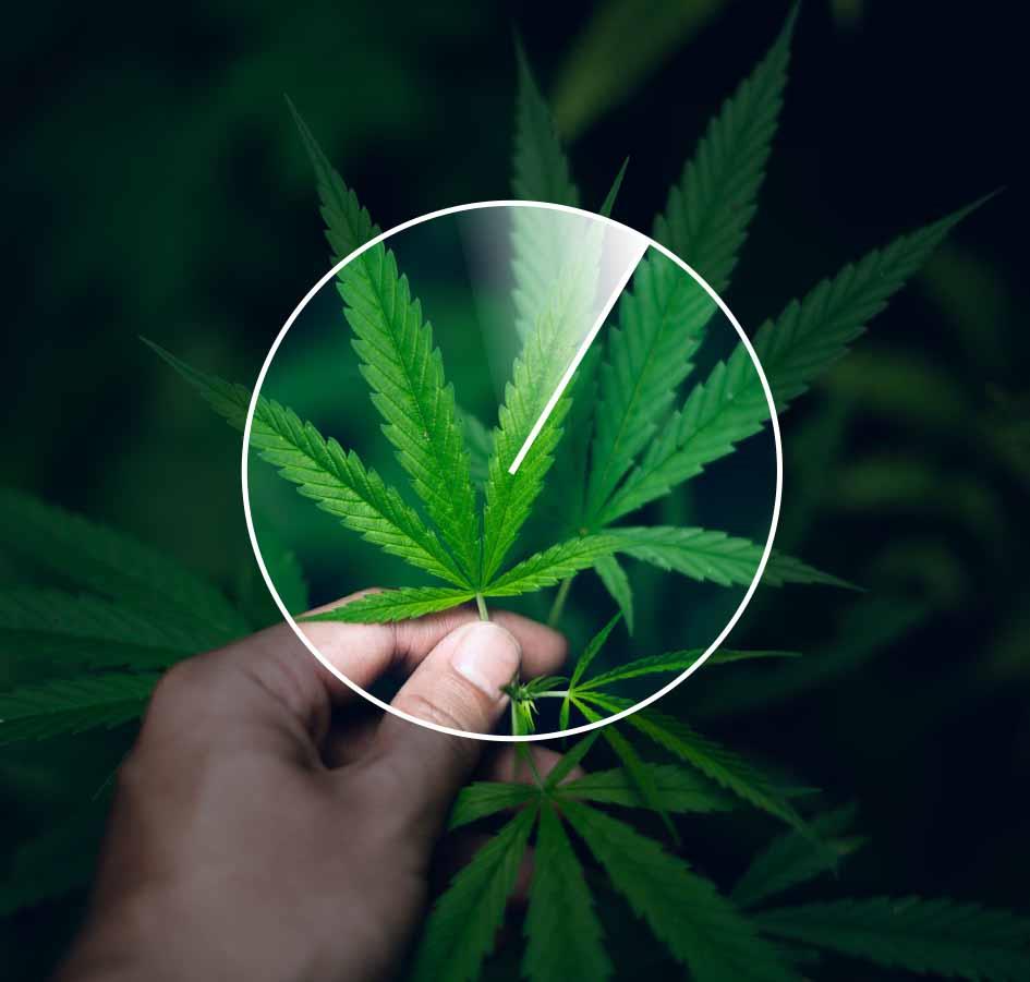 The picture shows a hand holding a cannabis leaf.