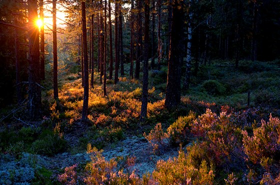 Regjeringa skal utarbeide to strategiar knytt til skog- og trenæringa.