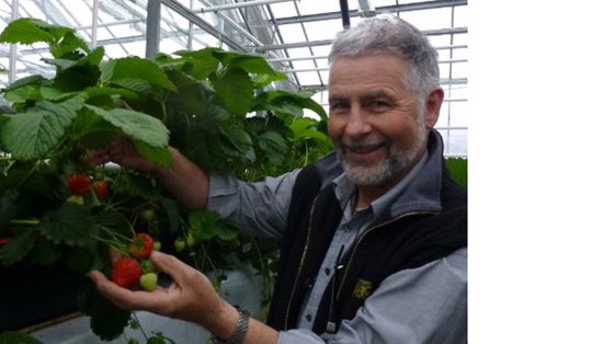 Næringsutvikler Åge Jørgensen i Bioforsk leder FoU-prosjektet med å utvikle produksjonsklare norske jordbærplanter. 