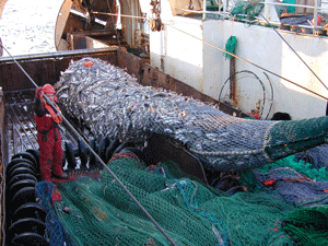 Figur 2.1 Torsk er økonomisk sett det aller viktigste fiskeslaget i Barentshavet.