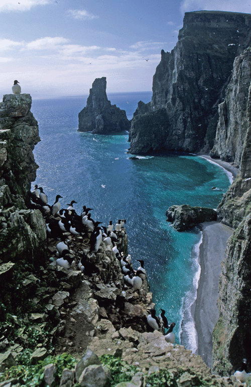 Figur 2.2 Fuglefjell med polarlomvi på Bjørnøya.