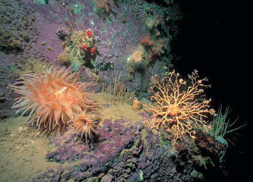 Figur 3.1 Langs kysten av Svalbard finner vi områder som dette i Hinlopen. Her lever stor sjøanemone og medusahode som kan ha opptil 5000 armer. I bakgrunnen ser vi også noen små røde koraller.