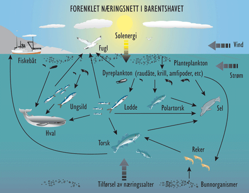 Figur 3.3 Forenklet næringsnett i Barentshavet.