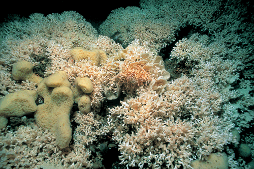 Figur 3.6 Steinkorallen 
Lophelia pertusa
  (bildet) er den eneste revbyggende korallen i Nordøst-Atlanteren. Langs norskekysten beskrives stadig nye korallrev. Her forekommer 
Lophelia
 -rev hovedsakelig på dyp mellom 200 og 600 meter.