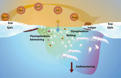 Figur 3.8 Produksjonen av plante- og dyreplankton foregår konsentrert i de øvre vannlag i et 20–50 km bredt belte langs iskanten. Hele produksjonssystemet følger iskanten på vei nordover gjennom våren og sommeren.