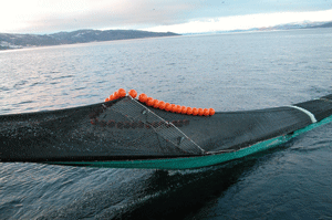 Figur 4.2 Seleksjonsrist i sildetrål.