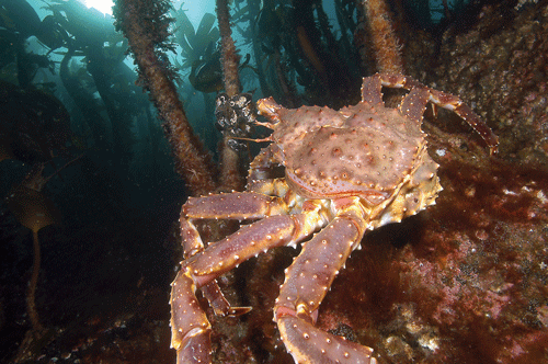 Figur 5.10 Kongekrabbe