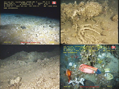Figur 5.2 Ødelagte korallrev langs Storegga.