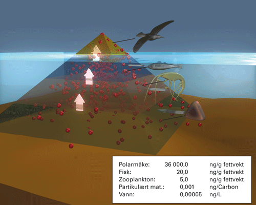 Figur 5.8 Oppkonsentrering av miljøgiften PCB (røde kuler) i Arktis med polarmåke øverst i næringskjeden.