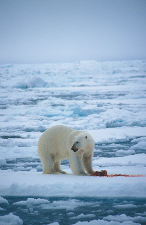 Figur 5.9 Miljøgifter lagres og oppkonsentreres oppover i næringskjedene. Arter øverst i næringskjeden som isbjørn er derfor spesielt utsatt.