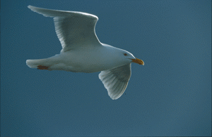 Figur 7.1 Nivået av miljøgiften PCB er urovekkende høyt i polarmåke.