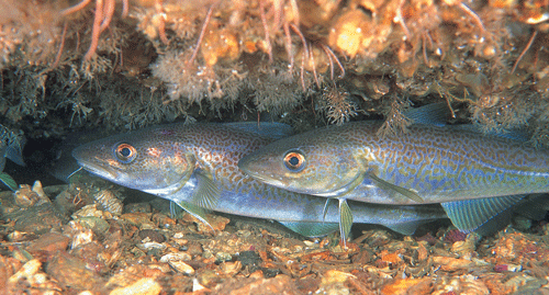 Figur 7.2 Torsk (
Gadus morhua
 ) er økonomisk sett det aller viktigste fiskeslaget i Barentshavet. Det er derfor av stor betydning at nivåene av miljøgifter og radioaktive stoffer i miljøet og sjømat, som torsk, kan dokumenteres.