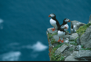 Figur 7.4 Lundefugl.