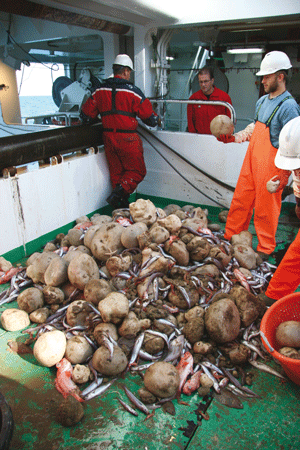 Figur 8.3 Fangst av kålrabisvamp på dekk under et bunntråltokt.