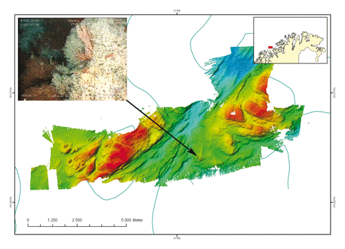Figur 8.5 Det kartlegges stadig nye korallrev. Nylig ble det oppdaget et korallrev også på Lopphavet helt vest i Finnmark.