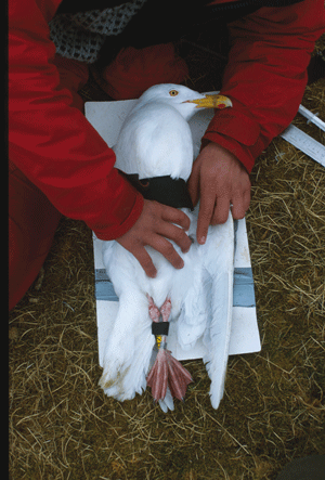 Figur 8.6 Polarmåke på Bjørnøya undersøkes for innhold av miljøgiften PCB.