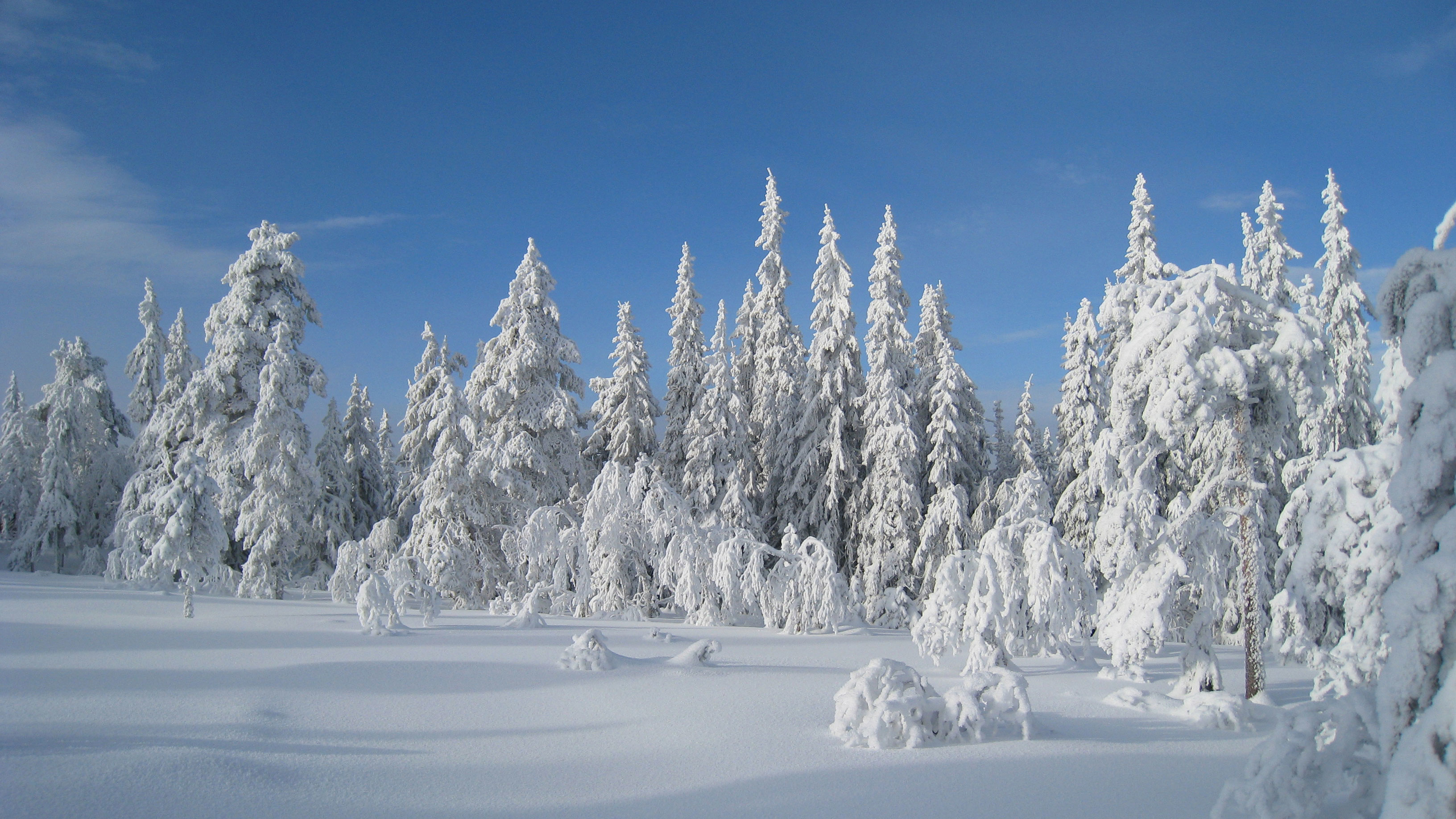 Skog og klima - regjeringen.no