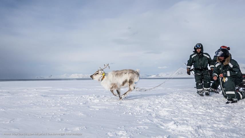 Tre forskere iført bTre forskere iført beskyttelsesdrakter i snødekket landskap med fjell i bakgrunnen og et lyst reinsdyr som løper bort fra dem. Foto: Trine Lise Sviggum Helgerud / NP