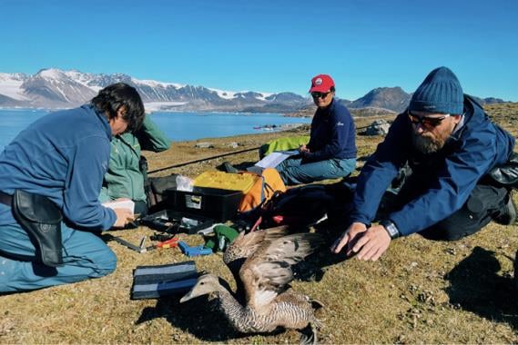 Tre forskere med solbriller og håndvåpen i hylser på kroppen, i sommerlig landskap med fjord og snødekte fjelltopper i bakgrunnen. Den ene slipper løs en brun ærfugl som løfter vingene for å fly bort. Foto: Dagmara Wojtanowicz / NP