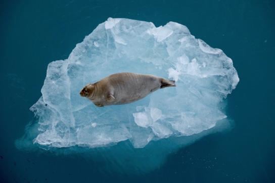 En storkobbe som ligger på et lite isflak som flyter i vannet. Foto: Geir Gotaas / NP