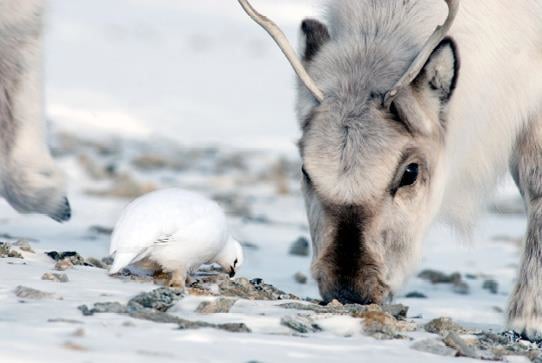 En hvit rype og et lyst Svalbardreinsdyr som beiter sammen der vinden har blåst bort det meste av snøen. Foto: Nicolas Lecomte / NP