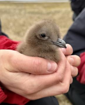 Overvåkning av storjo, Bjørnøya. En hånd som holder en liten brun fulgunge som ikke har fått fjær ennå. Foto: Ann Kristin Balto / NP