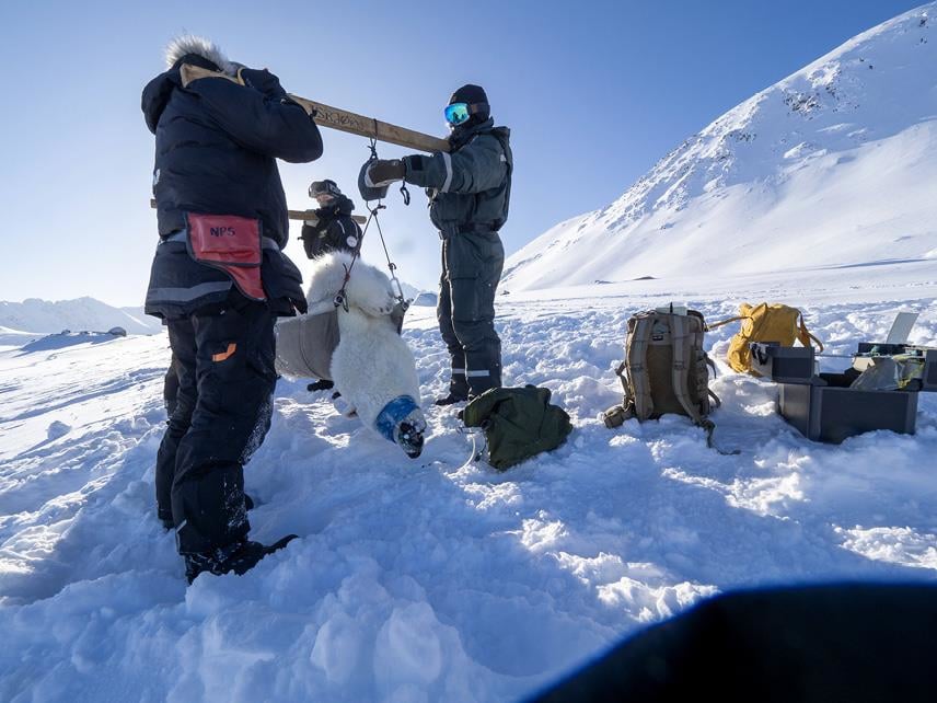 Isbjørnovervåkning. Tre forskere i isdekket landskap veier en bedøvet isbjørn. Foto: Jon Aars / NP.