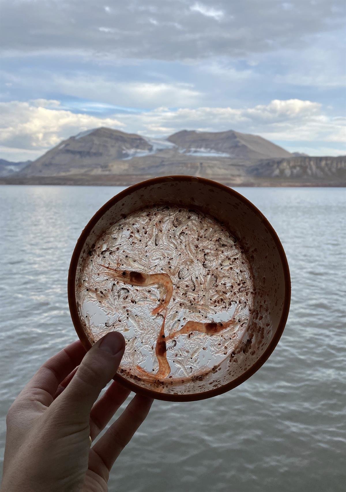 Feltarbeid, forskning på dyreplankton. En hånd holder opp en rund beholder med nesten gjennomsiktige dyreplankton og reker, foran en fjord og fjell nesten helt uten snø i bakgrunnen. Foto: Allison Bailey / NP