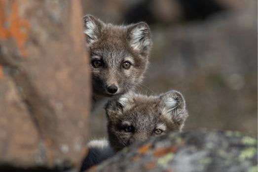 To fjellrevunger titter frem bak en stein. Foto: Charlotte Hallerud / NP