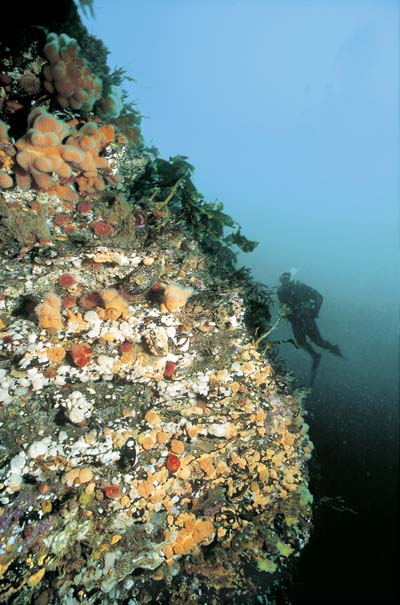 Figure 1.1 Areas covered by corals, like this in the Saltstraumen, can
 be found along the Norwegian coast. Here you can find plumose anemone,
 dahlia squid, starfish, sponges and dead men’s fingers.