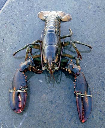 Figure 3.12 American lobster was found in the Oslo Fjord in 1999. It is
 probable that it had escaped from an import consignment of live
 lobster (Photograph taken at the Aquarium in Bergen).