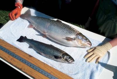 Figure 3.13 Genetically modified salmon grow twice as fast as ordinary
 farmed salmon. The Norwegian authorities have expressed misgivings
 to the USA regarding possible approval of so-called “Supersalmon”,
 one of the reasons being concern for the marine env...