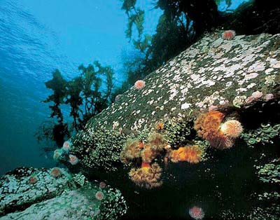 Figure 3.14 These types of coral are to be found along stretches of the
 Norwegian coast. Here we find sea porcupines and sea anemones at
 a depth of 15 m off Bodø.
