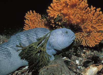 Figure 3.15 In recent years the authorities have taken steps to protect
 the coral reefs. Catfish does not eat coral, but lives close to
 reefs.