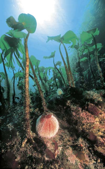 Figure 3.16 Along lengthy stretches of coast from Trøndelag to
 West Finnmark sea weed is heavily grazed by sea urchins.