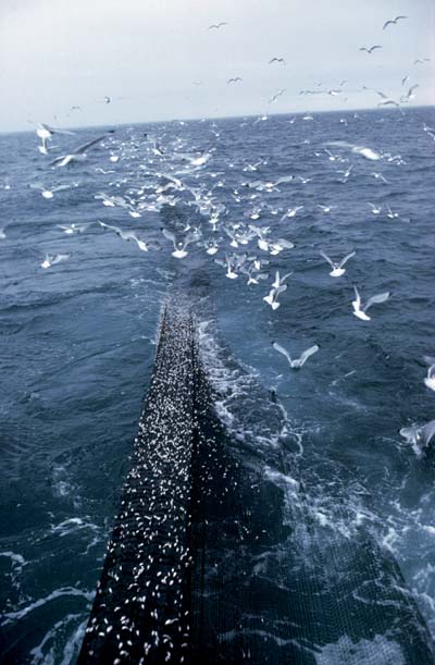 Figure 3.18 Capelin is fished using a purse seine or a trawl, as shown
 here in the Barents Sea.