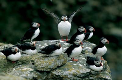Figure 3.3 Sea birds are vulnerable in the presence of oil spills. The
 areas off the Lofoten islands and the Møre coast are judged
 to be particularly vulnerable. Puffins on Værøy
 Island.