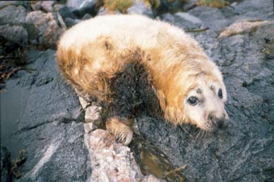 Figure 3.5 50 % of all grey seal pups born in Froan outside Fosen
 in the district of Trøndelag get oil on their coats in
 the course of their first three weeks of life. Froan is breeding
 site for grey seal.