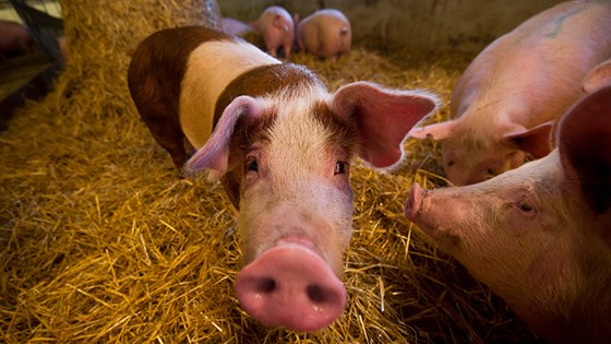 Gode forebyggende tiltak er avgjørende om man skal hindre at bakterien kommer inn i svinebesetningene. 