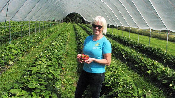 En stolt jordbærbonde, Brit Mjåland, som forventer å kunne levere norske økologiske jordbær til langt ut i oktober. 