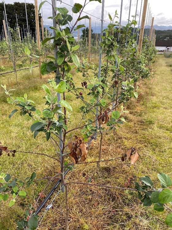 Pærebrann på nyplanta eple i Strand kommune i juli 2020.