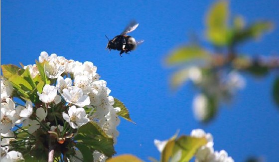 Ein nasjonal strategi for å sikre levedyktige bestandar av villbier og andre pollinerande insekt vert lagt fram i dag.