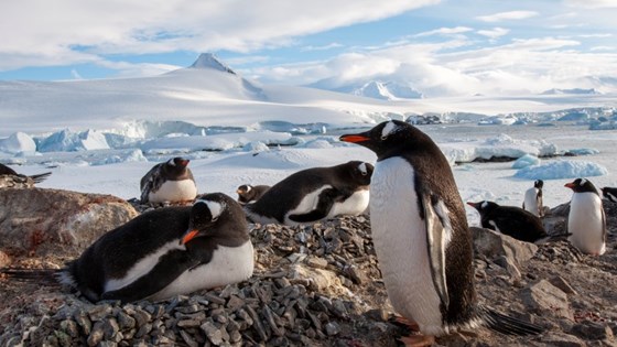 Pingviner på  Kopaitic Island i Antarktis.